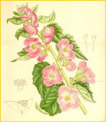    ( Begonia martiana grandiflora ) Curtis's Botanical Magazine 1910