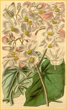   ( Begonia minor ) Curtis's Botanical Magazine