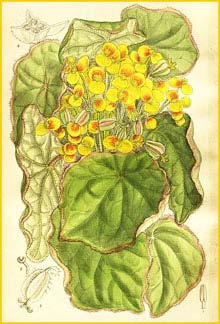   ( Begonia modica ) Curtis's Botanical Magazine 1909