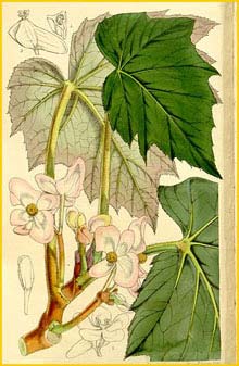    ( Begonia palmata ) Curtis's Botanical Magazine