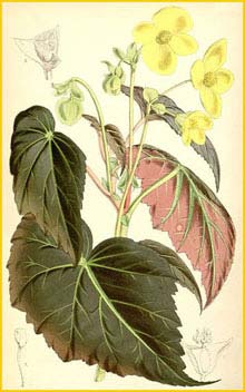    ( Begonia pearcei ) Curtis's Botanical Magazine