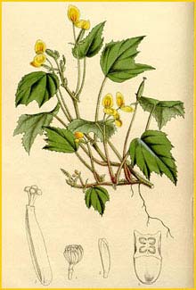     .  ( Begonia prismatocarpa subsp. prismatocarpa ) Curtis's Botanical Magazine