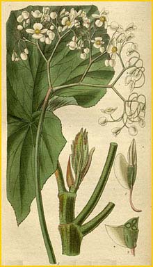   ( Begonia reniformis ) Curtis's Botanical Magazine