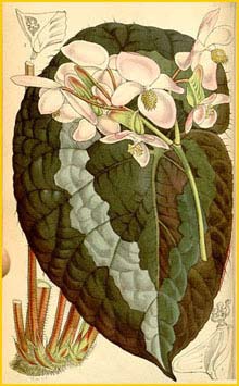     ( Begonia rex ) Curtis's Botanical Magazine