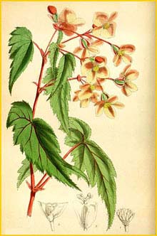    ( Begonia sutherlandii ) Curtis's Botanical Magazine
