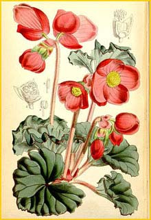    ( Begonia veitchii ) Curtis's Botanical Magazine