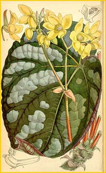   ( Begonia anthina ) Curtis's Botanical Magazine