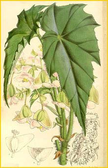   ( Begonia x phyllomaniaca ) Curtis's Botanical Magazine
