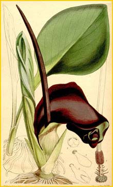  ( Biarum pyrami ) Curtis's Botanical Magazine