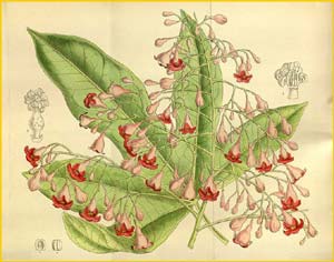   ( Brachychiton acerifolius / Sterculia acerifolia ) Curtis's Botanical Magazine 1912
