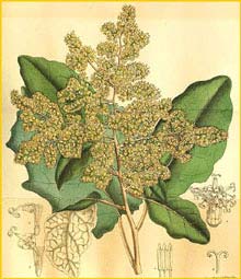     ( Brachyglottis repanda ) Curtis's Botanical Magazine