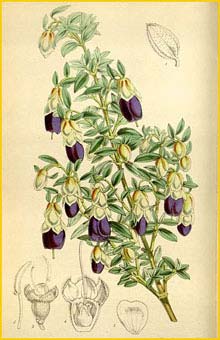   ( Brachyotum confertum ) Curtis's Botanical Magazine 1873
