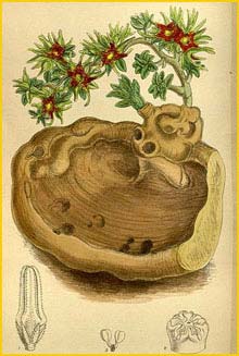   ( Brachystelma foetidum ) Curtis's Botanical Magazine