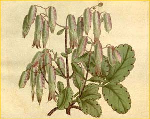   ( Bryophyllum calycinum ) Curtis's Botanical Magazine
