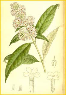    ( Buddleja officinalis ) Curtis's Botanical Magazine 1911