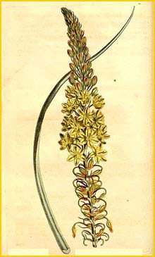    ( Bulbine asphodeloides ) Curtis's Botanical Magazine