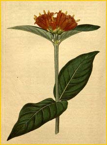   ( Burchellia bubalina / capensis ) Curtis's Botanical Magazine