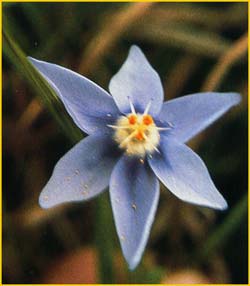   /   ( Ixia acuta / Nemastylis geminiflora )