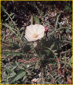   ( Oenothera acaulis )
