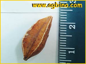   ( Halesia caroliniana )