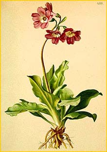   ( Primula carniolica ) Atlas der Alpenflora (1882) by Anton Hartinger