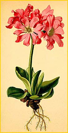   ( Primula clusiana ) Atlas der Alpenflora (1882) by Anton Hartinger