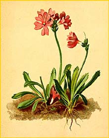   ( Primula glutinosa ) Atlas der Alpenflora (1882) by Anton Hartinger