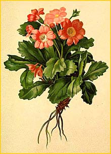   ( Primula hirsuta ) Atlas der Alpenflora (1882) by Anton Hartinger
