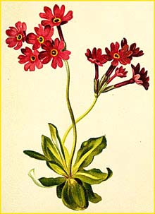   ( Primula longiflora ) Atlas der Alpenflora (1882) by Anton Hartinger