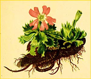   ( Primula minima ) Atlas der Alpenflora (1882) by Anton Hartinger
