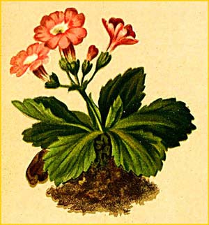   ( Primula oenensis ) Atlas der Alpenflora (1882) by Anton Hartinger
