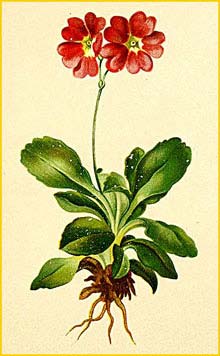   ( Primula pubescens ) Atlas der Alpenflora (1882) by Anton Hartinger