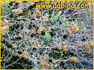   ( Helichrysum cymosum )