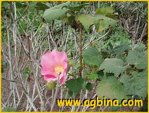   ( Hibiscus mutabilis )