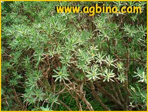   ( Euphorbia balsamifera )