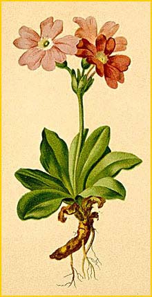   ( Primula spectabilis ) Atlas der Alpenflora (1882) by Anton Hartinger