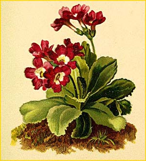   ( Primula villosa ) Atlas der Alpenflora (1882) by Anton Hartinger