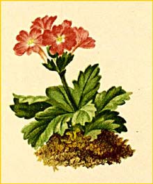   ( Primula viscosa ) Atlas der Alpenflora (1882) by Anton Hartinger