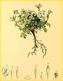   ( utchinsia alpina / Pritzelago alpina ) Atlas der Alpenflora (1882) by Anton Hartinger