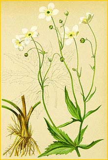   ( Ranunculus aconitifolius ) Atlas der Alpenflora (1882) by Anton Hartinger