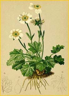   ( Ranunculus alpestris ) Atlas der Alpenflora (1882) by Anton Hartinger