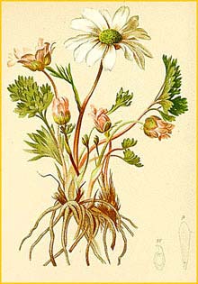   ( Ranunculus anemonifolius / elegans ) Atlas der Alpenflora (1882) by Anton Hartinger