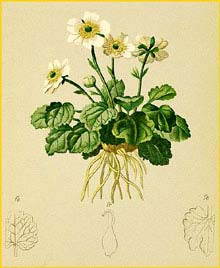   ( Ranunculus bilobus ) Atlas der Alpenflora (1882) by Anton Hartinger