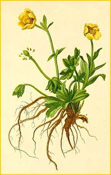   ( Ranunculus carinthiacus ) Atlas der Alpenflora (1882) by Anton Hartinger