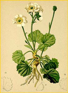   ( Ranunculus crenatus ) Atlas der Alpenflora (1882) by Anton Hartinger