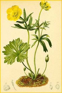   ( Ranunculus montanus ) Atlas der Alpenflora (1882) by Anton Hartinger
