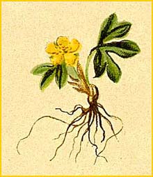  ( Ranunculus pygmaeus ) Atlas der Alpenflora (1882) by Anton Hartinger