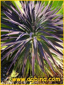  ( Yucca desnetiana )