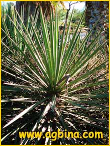   ( Yucca schidigera )