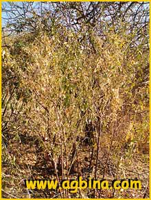   ( Montinia acris / caryophyllacea / frutescens )